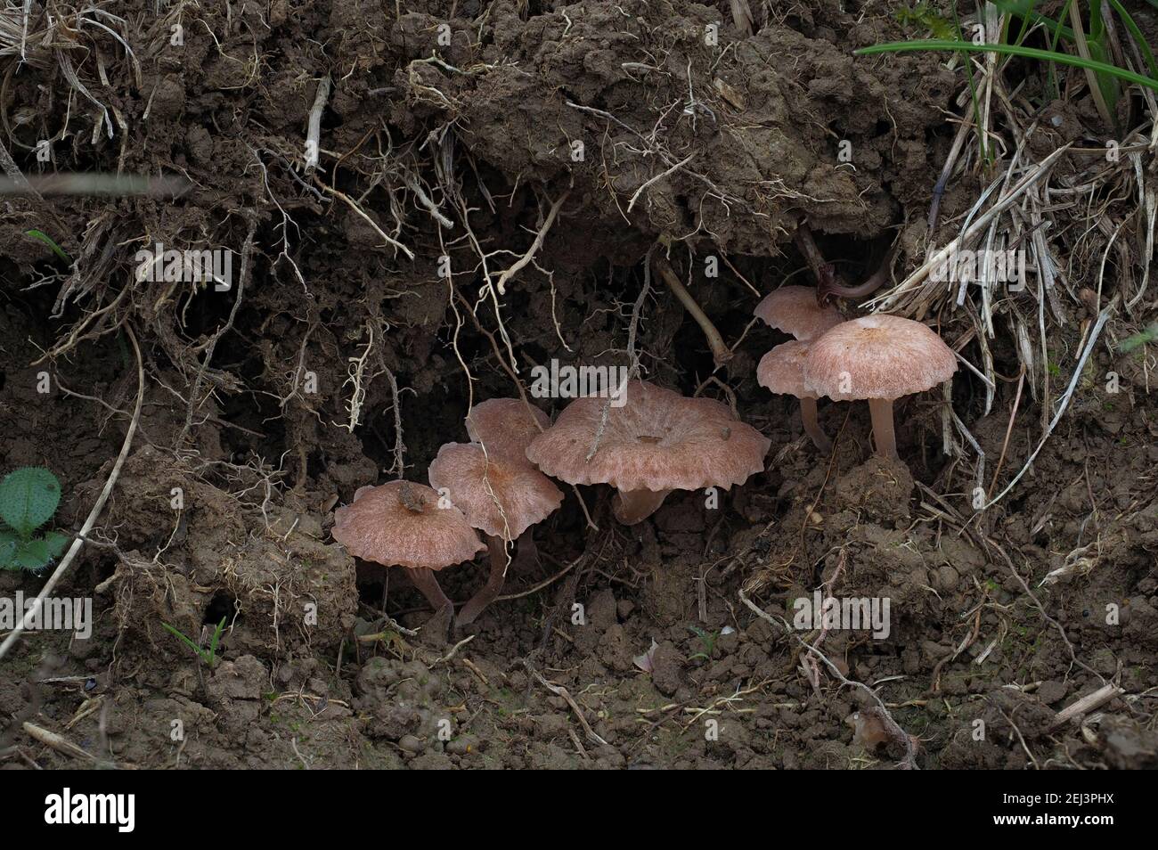 Le Rosy Navel (Contumyces rosellus) est un champignon non comestible , une photo marquante Banque D'Images