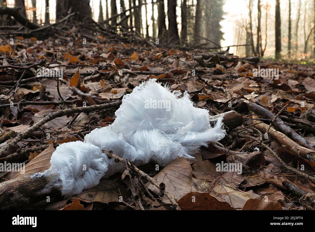 La glace mystérieuse des cheveux est formée par un champignon Exidiopsis effusa , une photo enragisante Banque D'Images