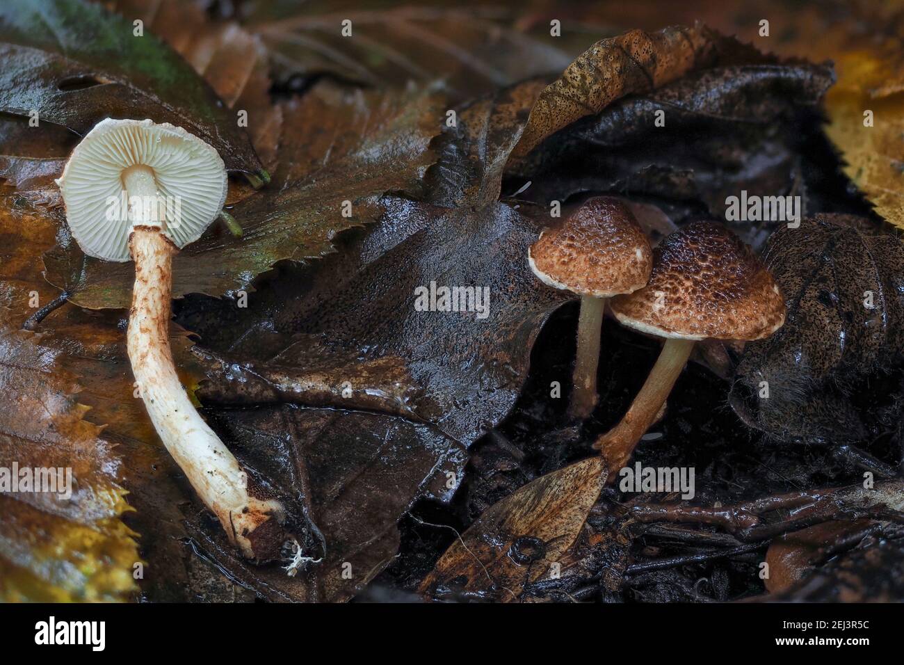 Le daperling de Chestnut (Lepiota castanea) est un champignon toxique mortel , une photo enrageante Banque D'Images