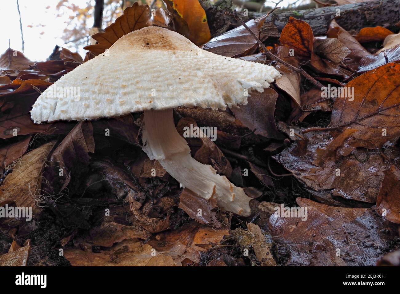 Le parasol orange-girgrevé (Lepiota ignivolvata) est un champignon toxique , une photo enivrante Banque D'Images