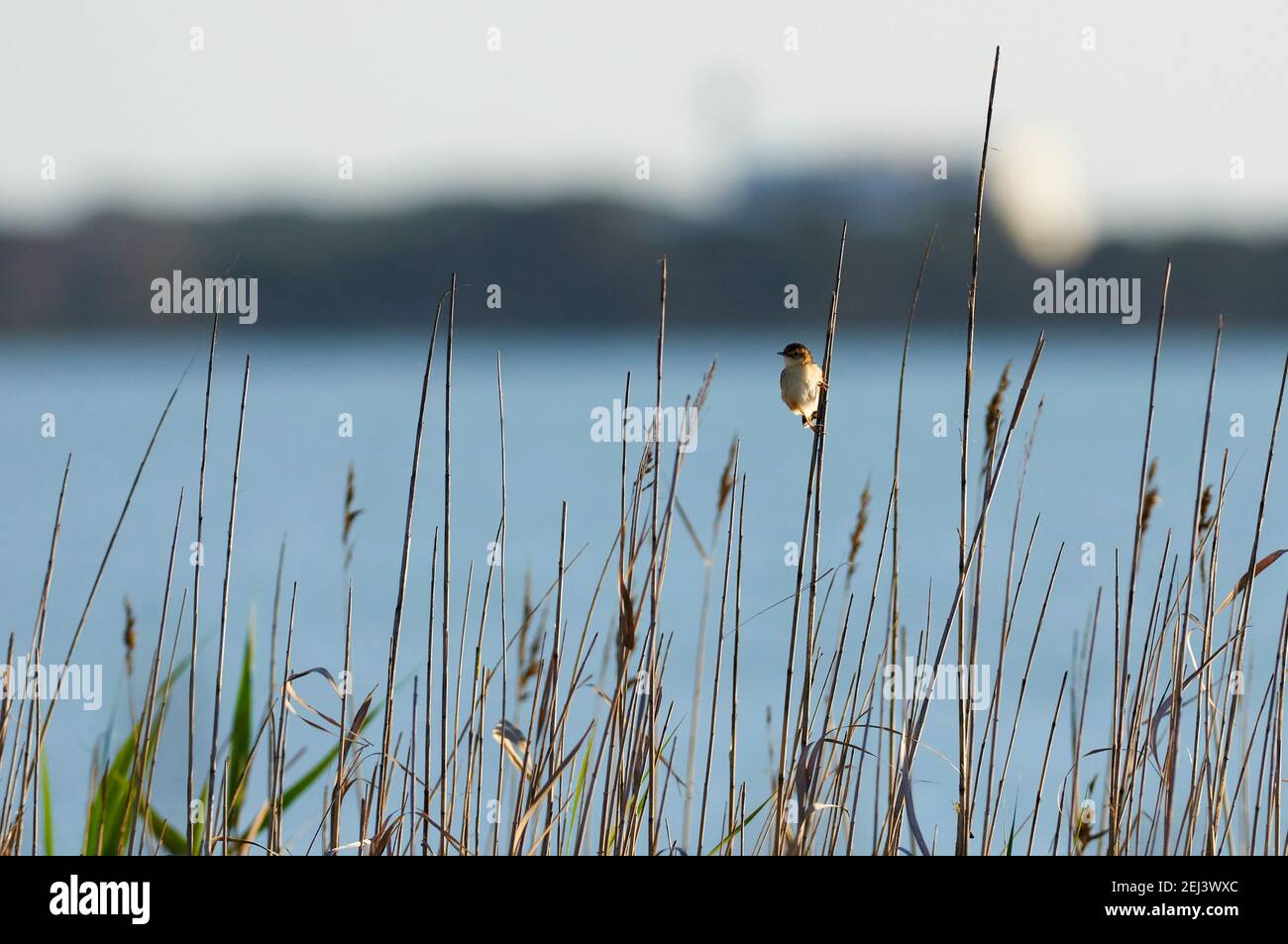 Zitting cisticola (Cisticola joncidis) suspendu d'un roseau dans la zone humide d'Estany Pudent dans le parc naturel de ses Salines (Formentera, Iles Baléares, Espagne) Banque D'Images