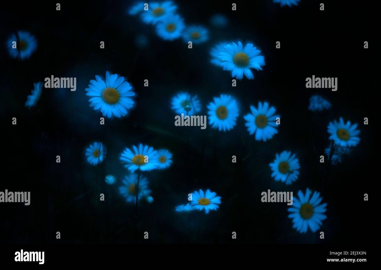 Photosynthèse, dioxyde de carbone,photosynthèse,organisme, photoautotrophes, photosynthèse ,teneur en oxygène ,atmosphère,organique, composés ,énergie ,necess Banque D'Images