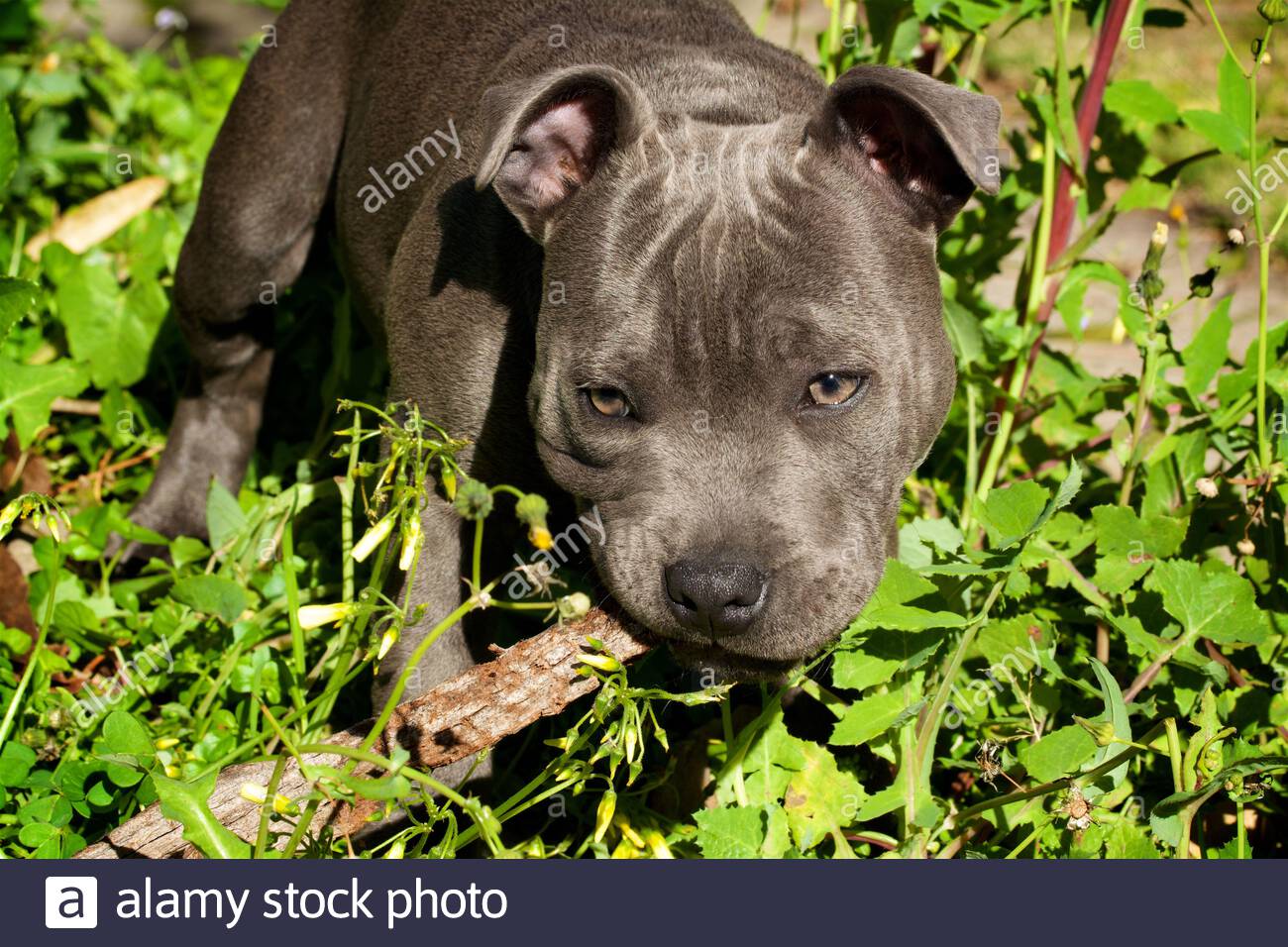 Staffordshire Bull Terrier Chiot Banque D Image Et Photos Alamy