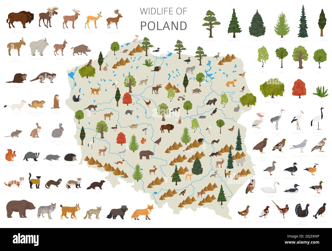 Design plat de la faune polonaise. Animaux, oiseaux et plantes éléments constructeurs isolés sur un ensemble blanc. Créez votre propre collection d'infographies géographiques Illustration de Vecteur