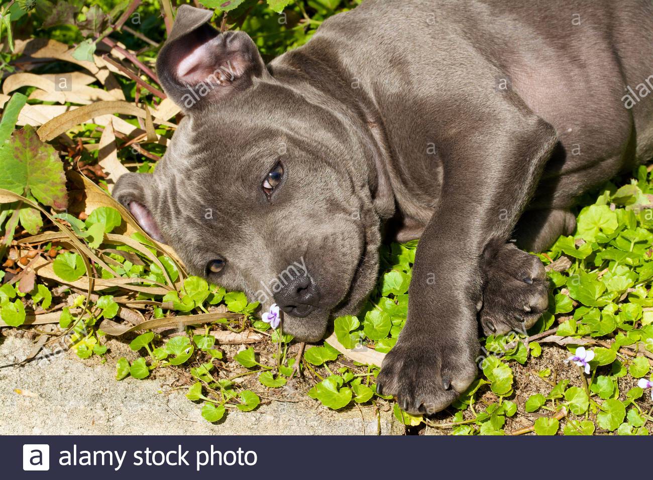 Staffordshire Bull Terrier Chiot Banque D Image Et Photos Alamy