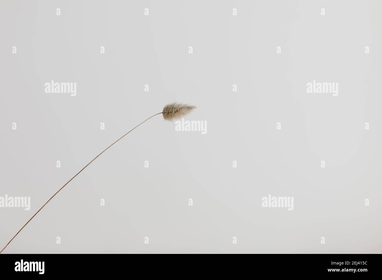 Une seule fleur de queue de lapin sur fond blanc. Fleur de queue de lapin séchée pour des projets créatifs. Papier peint intérieur de la maison. Banque D'Images