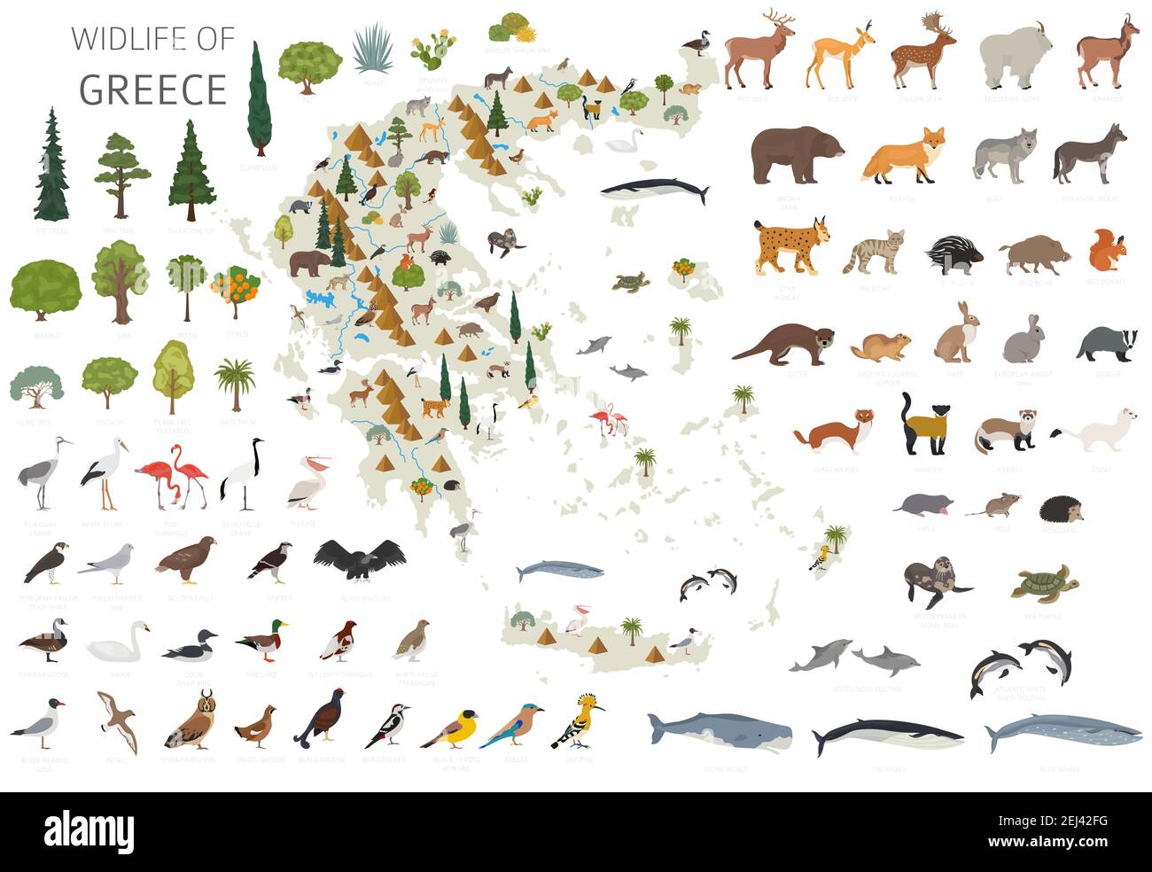 Conception plate de la faune grecque. Animaux, oiseaux et plantes éléments constructeurs isolés sur un ensemble blanc. Créez votre propre collection d'infographies géographiques Illustration de Vecteur