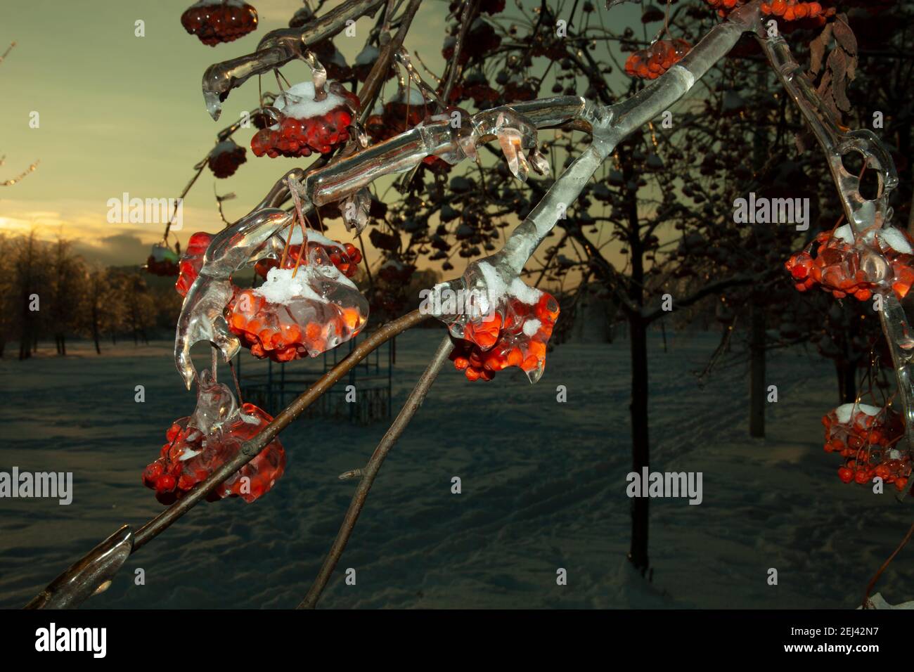 branches de l'arbre de frêne courbées sous le poids de la glace et des baies. Avant la tombée de la nuit Banque D'Images