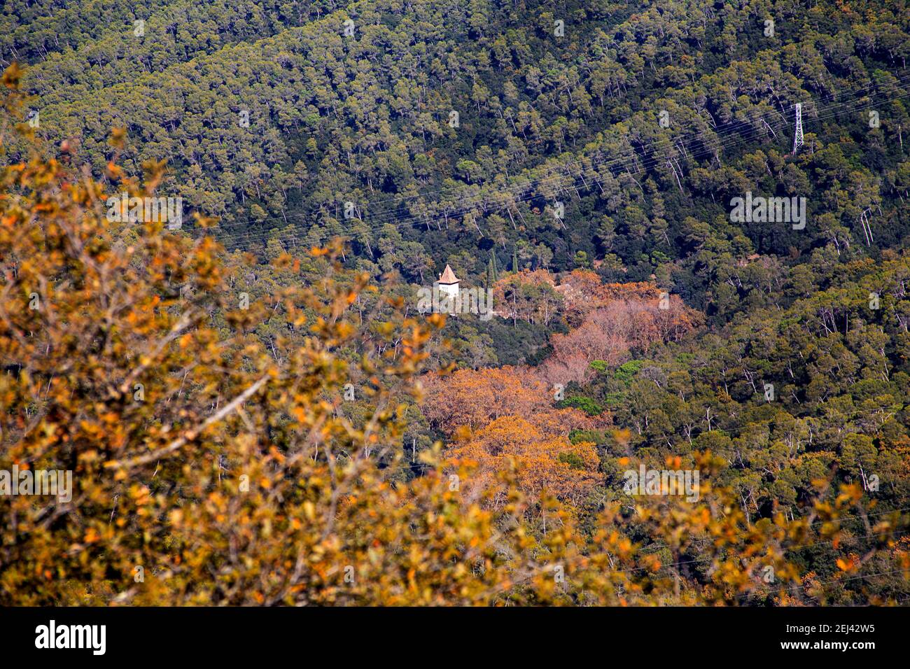 El paisaje naturel de Collserola es sobre todo su végétación. Árboles, aroustos y una multiplicidad de hierbas dan color, textura y volumen al mosaico Banque D'Images