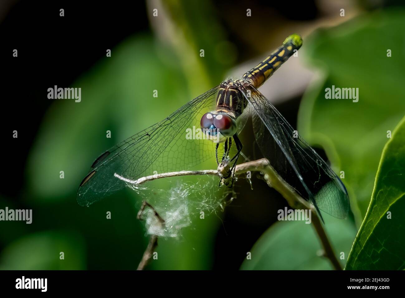 Une Dragonfly (Pachydipax longipennis) femelle perchée sur un bâton au soleil d'été. Banque D'Images