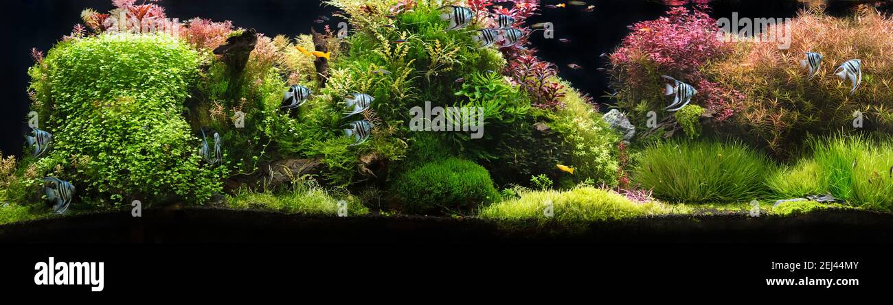 La vue de l'aquarium d'eau douce avec des poissons tropicaux, discus symphysodon de plusieurs couleurs Cinchlidés avec des plantes aquatiques, fishnatif au bassin de l'amazone Banque D'Images