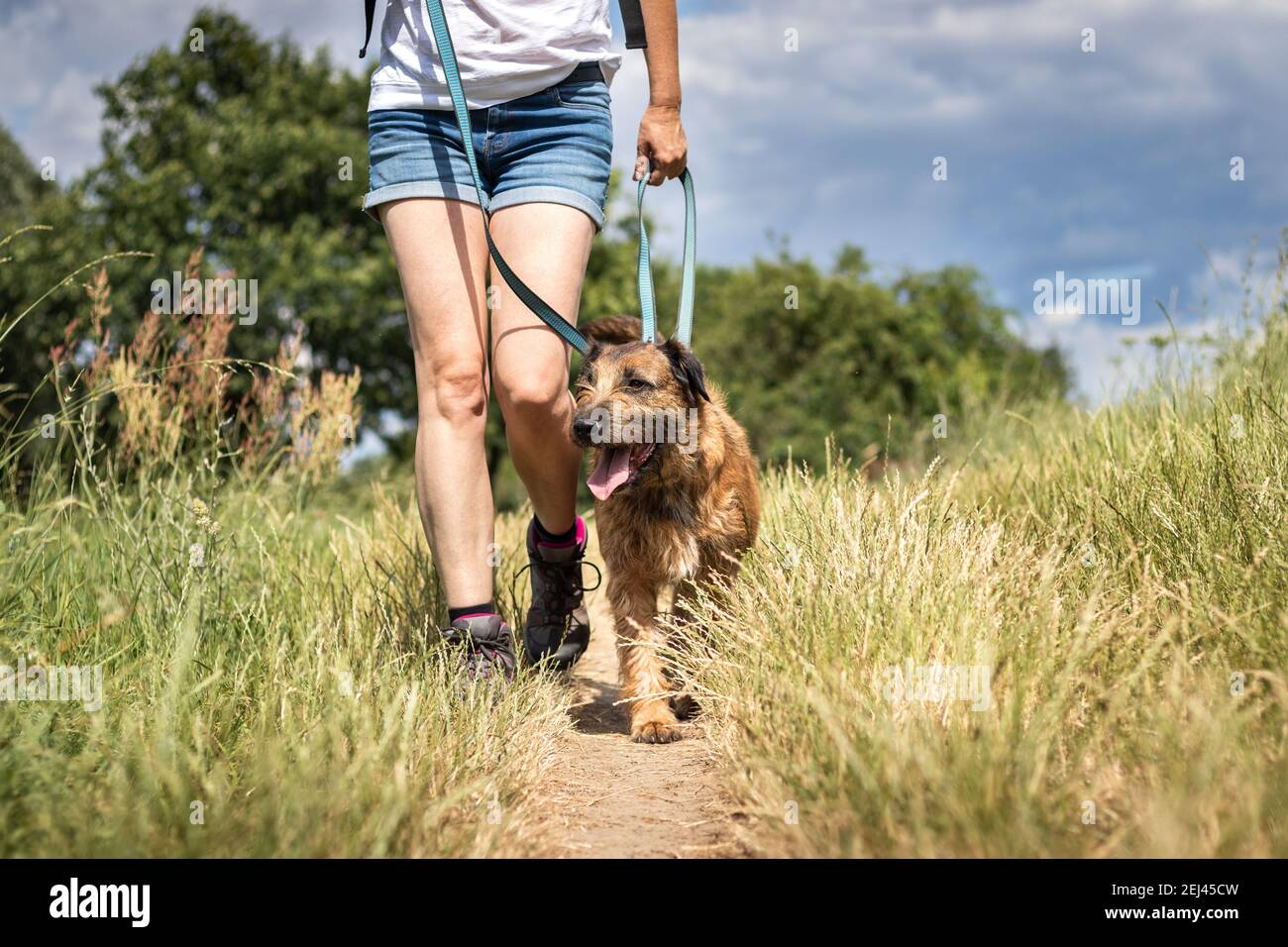 Animal entraîneur marchant avec son chien dans la nature. Dressage d'obéissance de chien. Femme avec son animal meilleure amie appréciant l'été dehors Banque D'Images