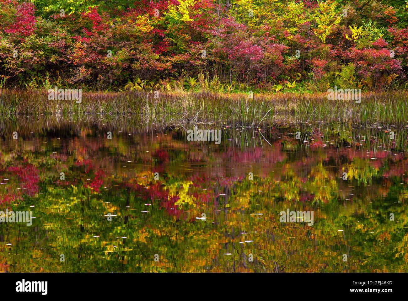 Un petit étang boisé fait par l'homme construit pour l'habitat de la faune sur les terres de gibier de l'État de Pennsylvanie dans les montagnes Pocono. Banque D'Images