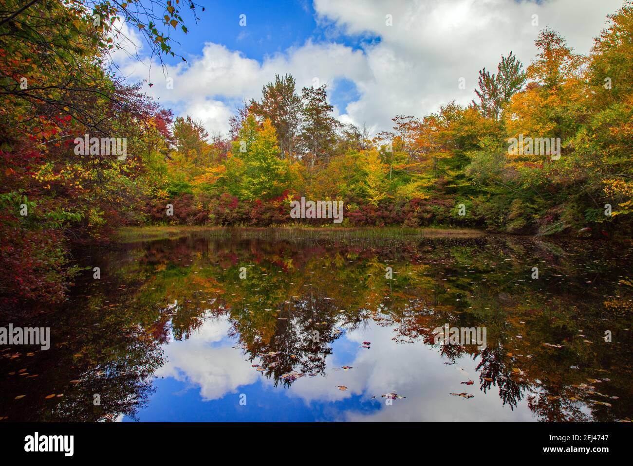 Un petit étang boisé fait par l'homme construit pour l'habitat de la faune sur les terres de gibier de l'État de Pennsylvanie dans les montagnes Pocono. Banque D'Images