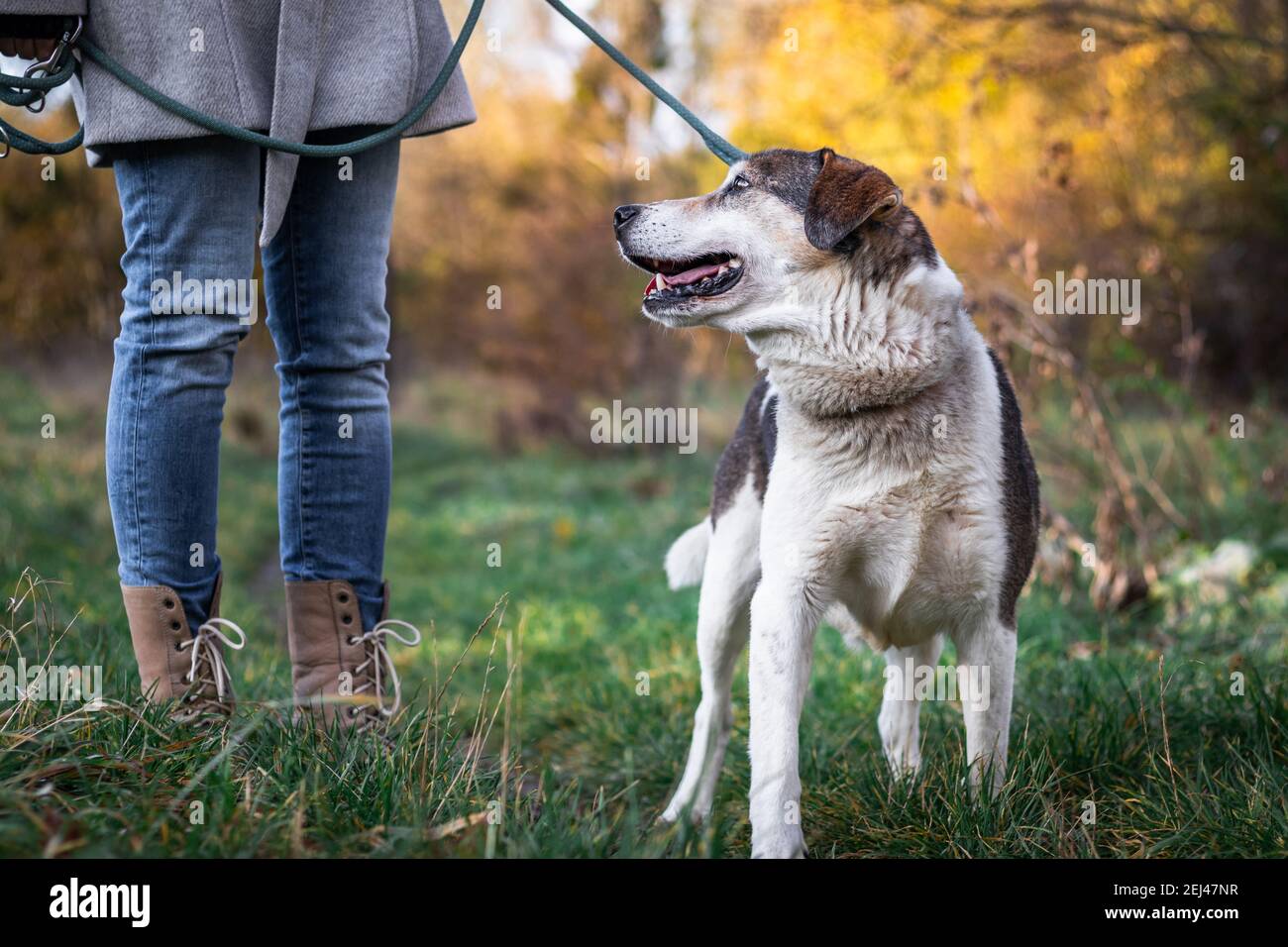 Chien à la recherche de propriétaire d'animal de compagnie pendant la promenade dans la nature. husky sibérien et femme au parc d'automne. Banque D'Images