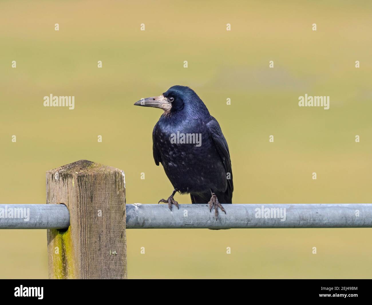 Rook Corvus frugilegus assis sur la clôture de la côte est de Norfolk Banque D'Images