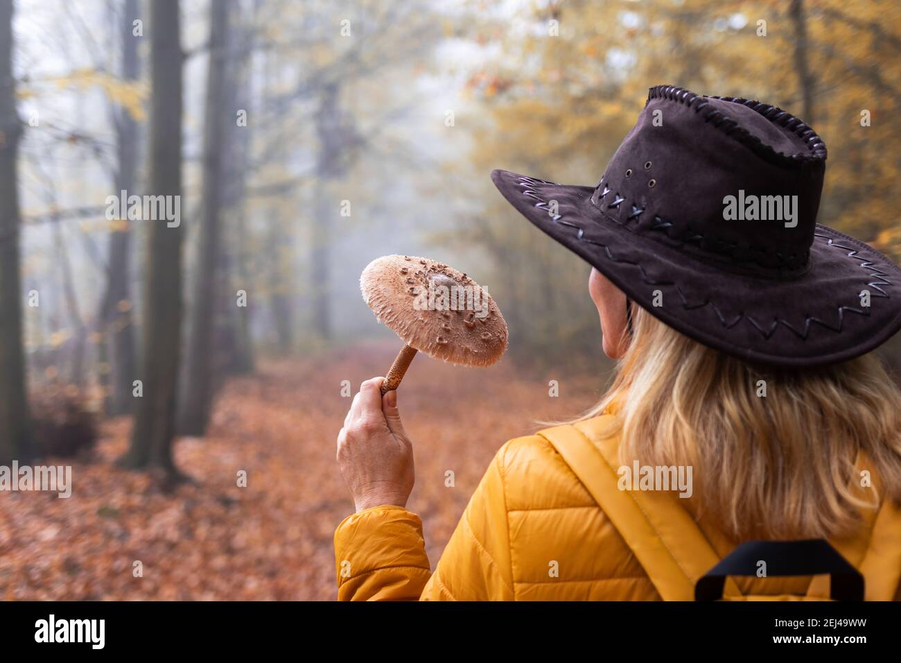 Odeur de forêt en automne. Femme avec chapeau tenant le parasol Mushroom (Macrolepiota procera) dans les bois brumeux. Récolte de champignons comestibles Banque D'Images