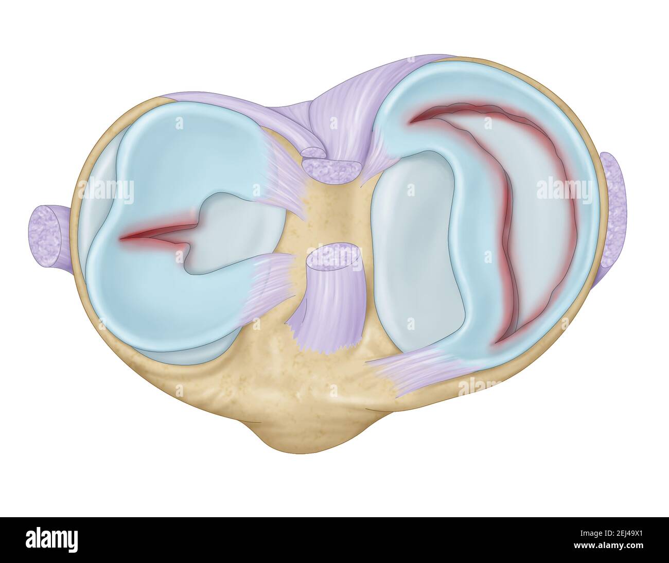 articulation du genou avec ligaments, ménisque, cartilage articulaire, arthrose du genou Banque D'Images