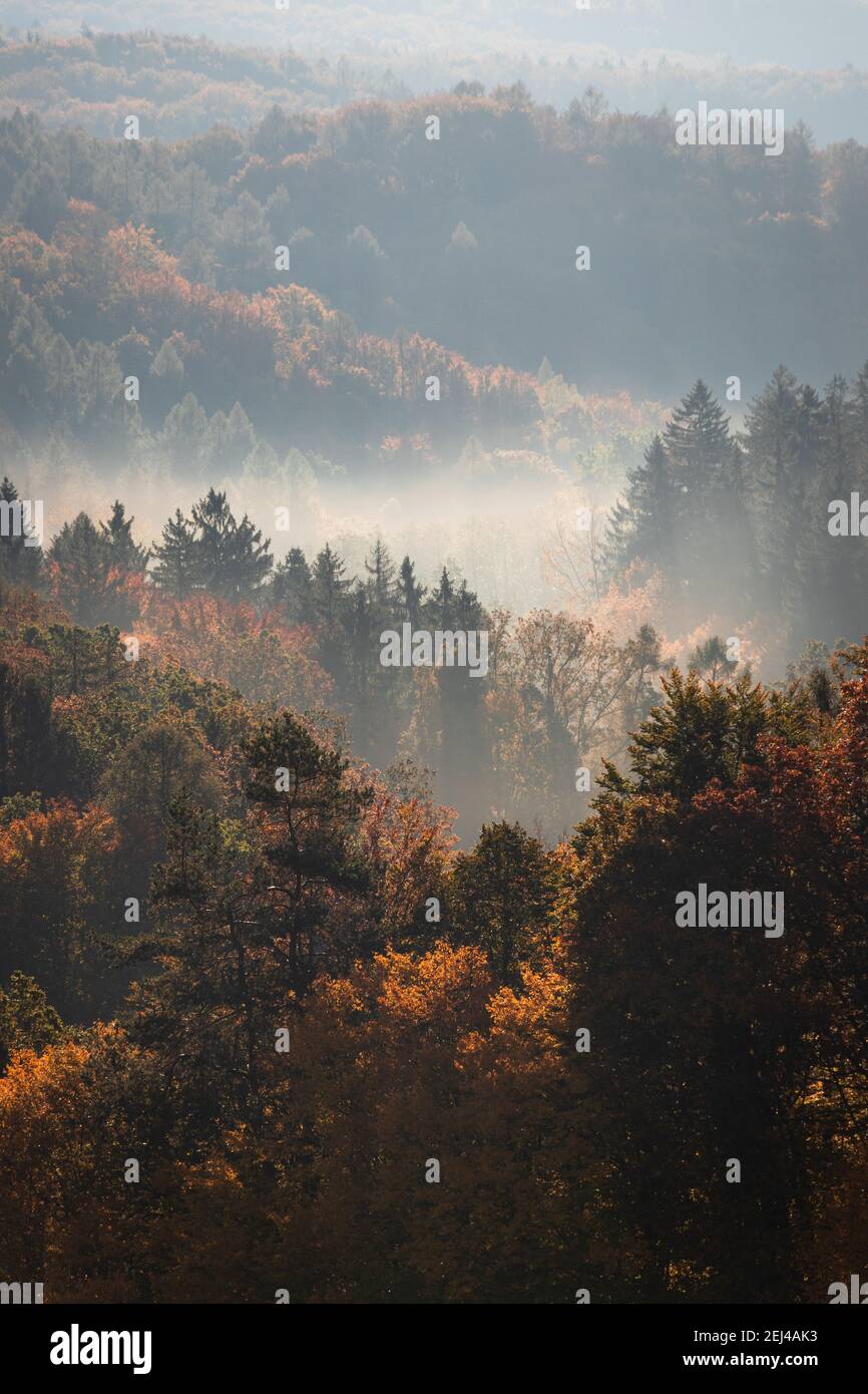 Forêt d'automne et brouillard au soleil du matin. Forêt miseuse superposée à l'automne. Ambiance paysage Banque D'Images
