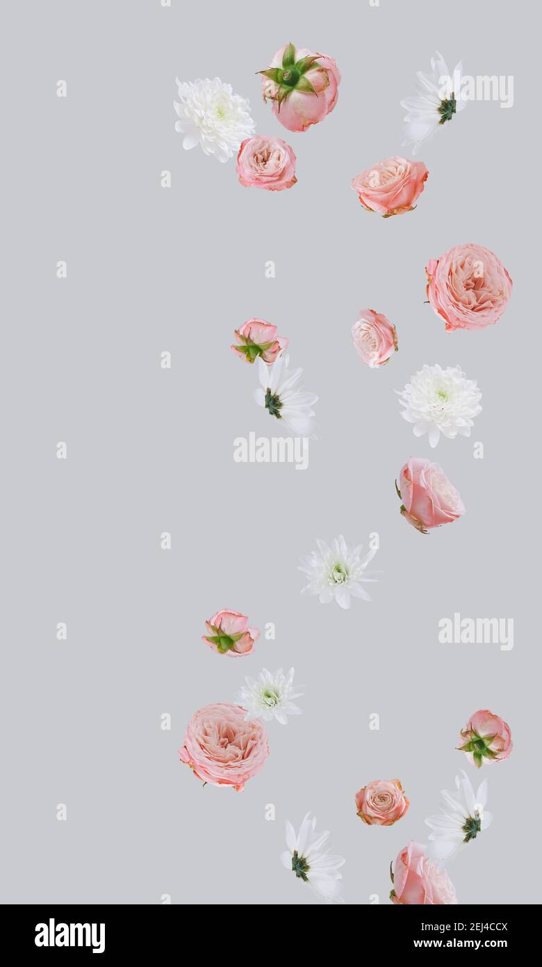 Mise en page créative avec différentes fleurs de fleur sur fond gris. Concept de nature minimale. Verticale. Banque D'Images