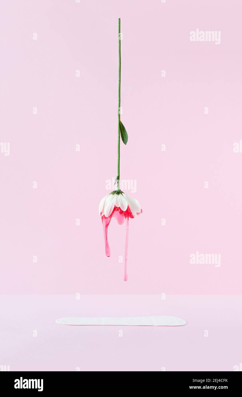 Arrangement créatif de fleur blanche et bloc menstruel sur fond rose pastel. Disposition minimale de la durée de vie fixe. Femme menstruation gynécologique Banque D'Images