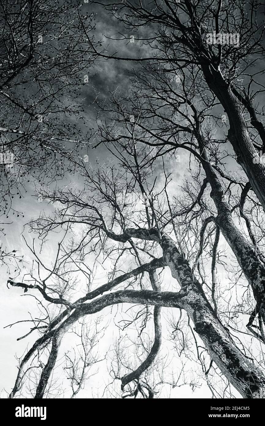 Ciel spectaculaire à travers les branches arides des arbres en hiver, fond de nature noir et blanc Banque D'Images