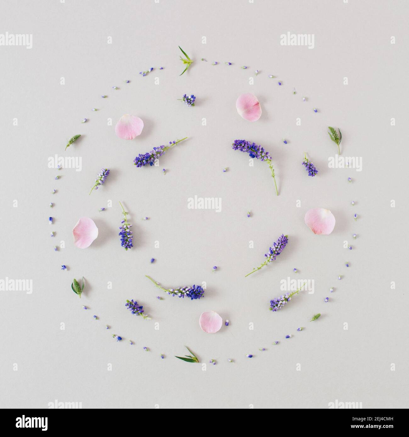 Composition créative composée de fleurs roses et bleues sur fond gris pastel. Pose à plat. Printemps, été, Pâques concept minimal. Banque D'Images