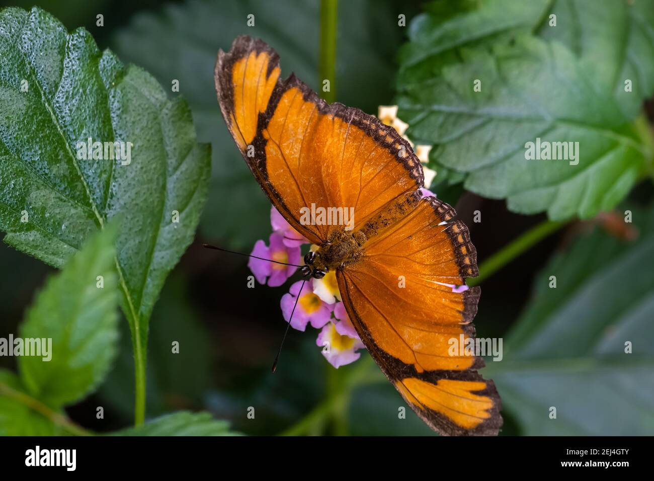 Papillon baronet (nom latin: Euthalia nais) sur une fleur vue rapprochée Banque D'Images