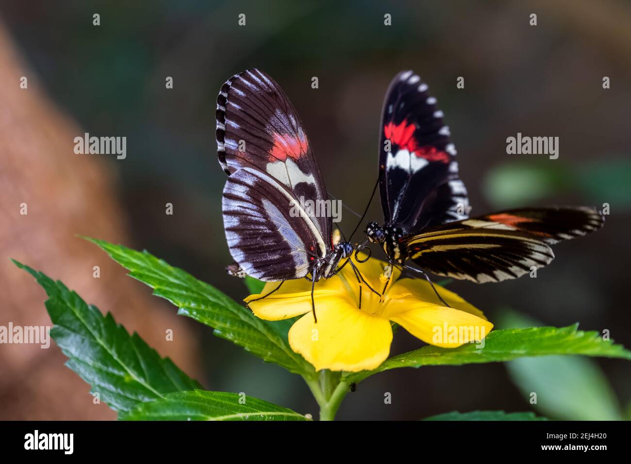 Papillon noir en gros plan Banque D'Images