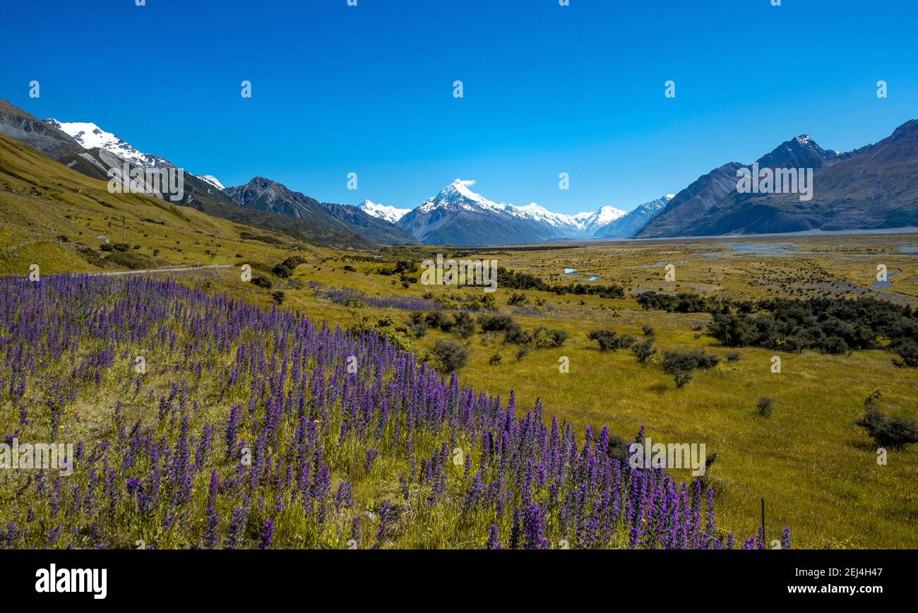 Fleurs violettes en fleurs, le Mont Cook à l'arrière et les montagnes enneigées avec la rivière Tasman, le parc national du Mont Cook, les Alpes du Sud, Canterbury Banque D'Images