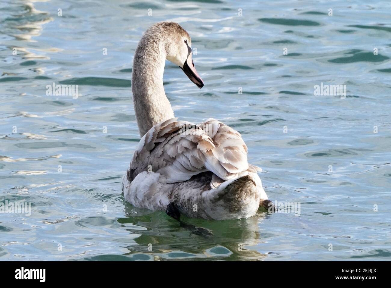 Cygnes trompettes et muettes sur le lac en hiver Banque D'Images