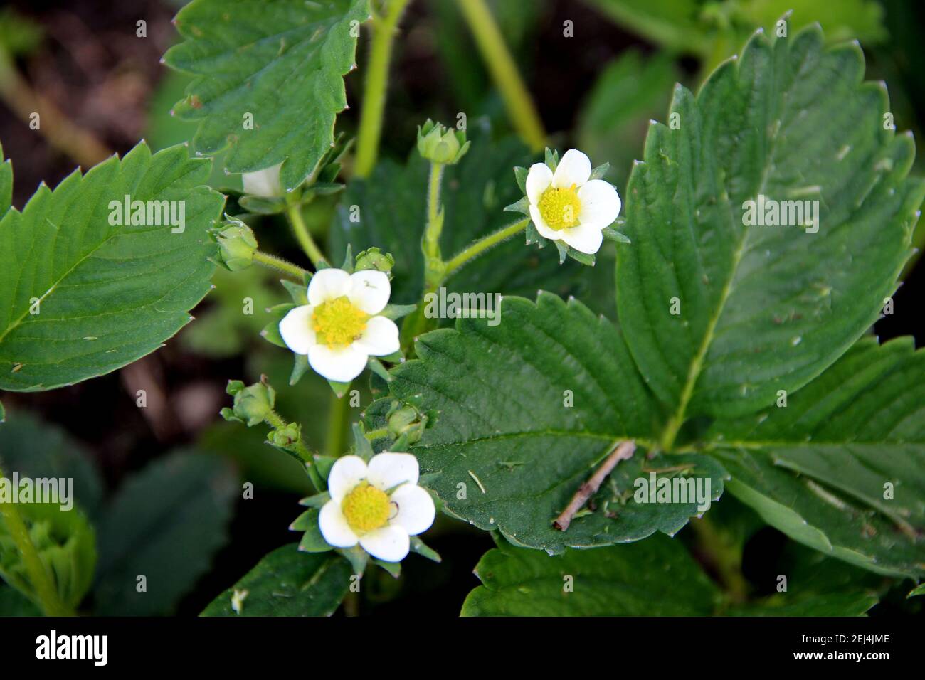 Vue d'en haut sur trois magnifiques fleurs avec des pétales blancs et des noyaux jaunes. Banque D'Images