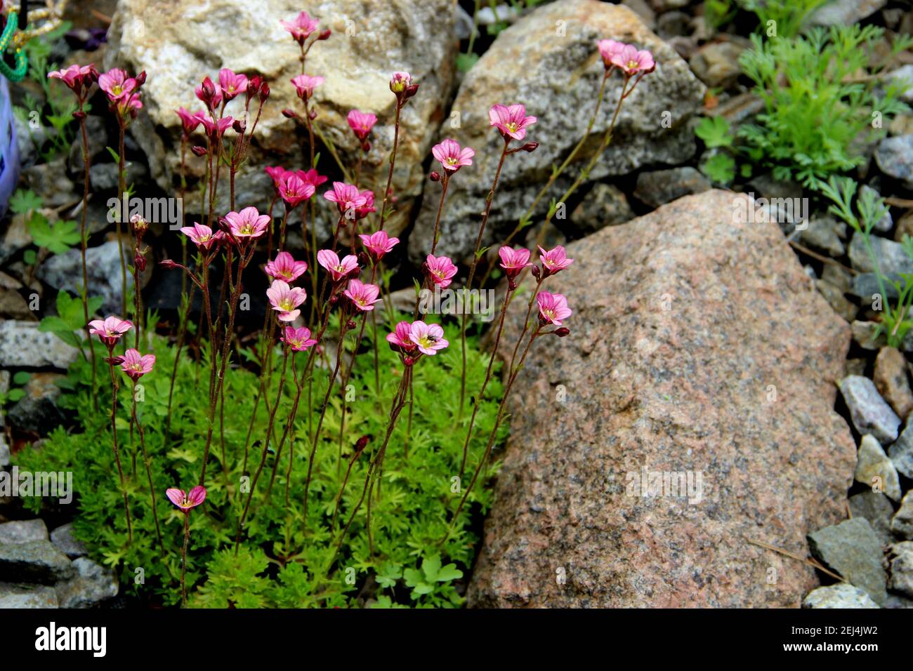 De petites fleurs roses sur de longues tiges ont germé à travers l'herbe verte, entourée de pierres. Banque D'Images