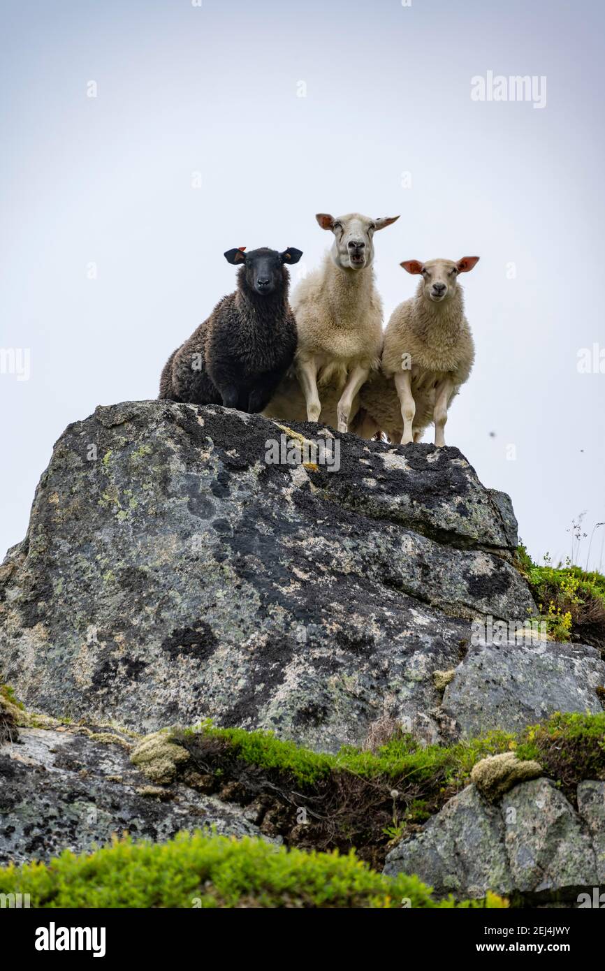 Deux moutons blancs et moutons noirs sur des rochers, Lofoten, Nordland, Norvège Banque D'Images