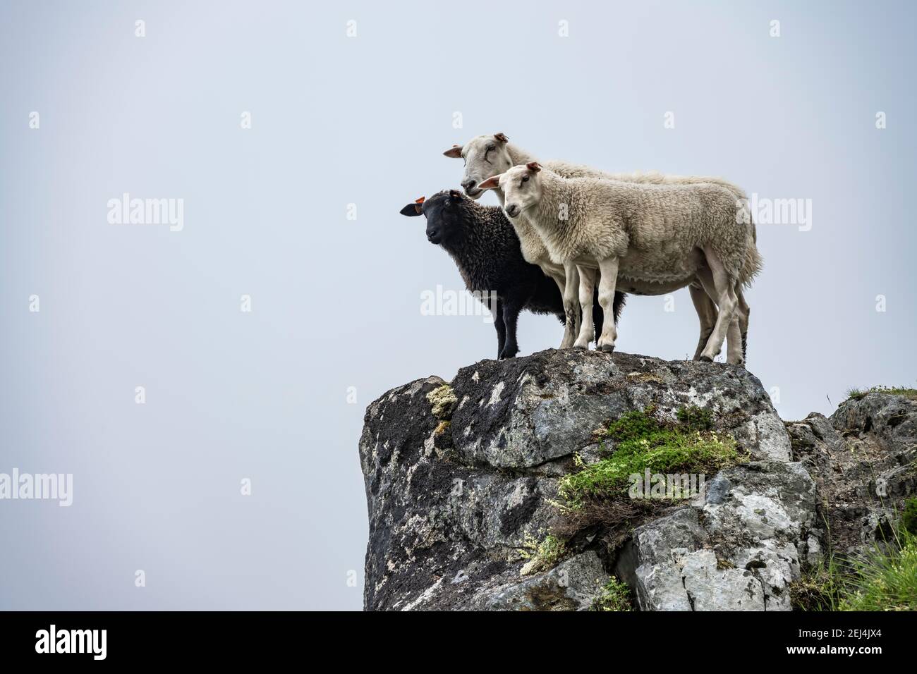 Deux moutons blancs et moutons noirs sur des rochers, Lofoten, Nordland, Norvège Banque D'Images