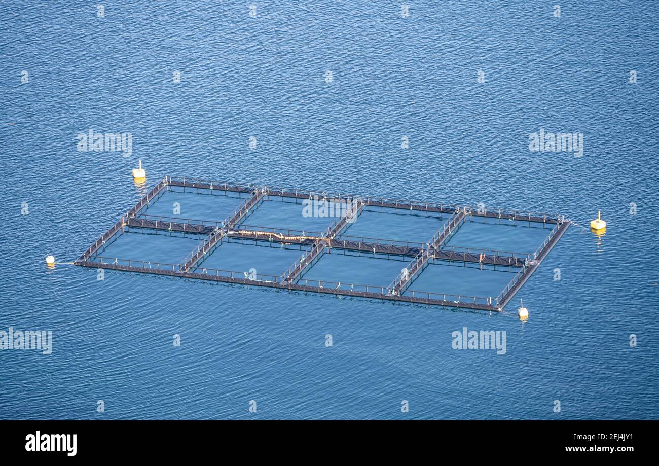 Aquaculture, pisciculture dans un fjord, Nordland, Norvège Banque D'Images