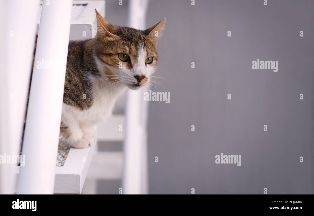 Chat jeune, de race mixte, observant les environs depuis un endroit élevé. Grand espace négatif. Banque D'Images