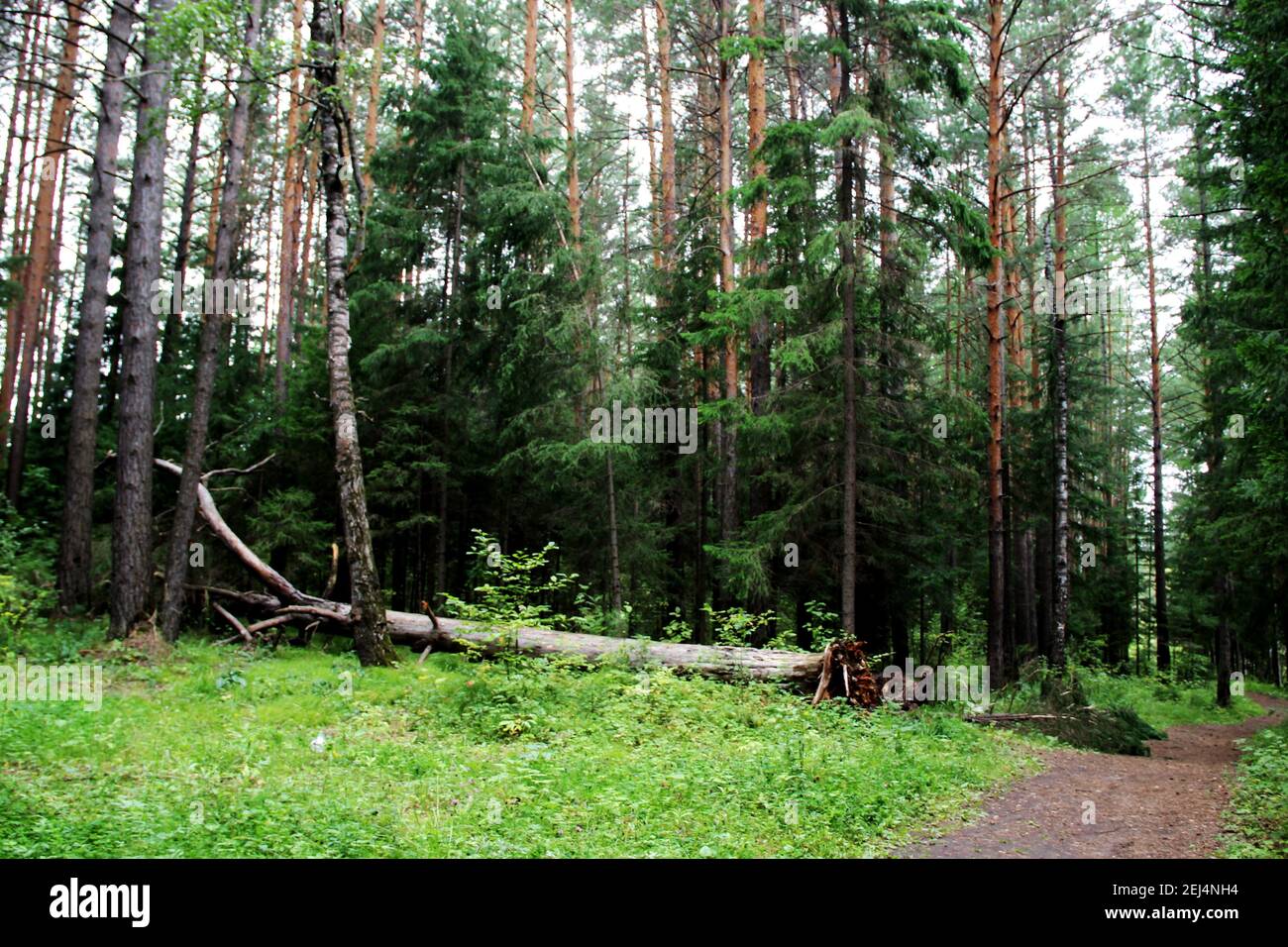 Un arbre déraciné dans la forêt se trouve près d'un chemin forestier. Banque D'Images