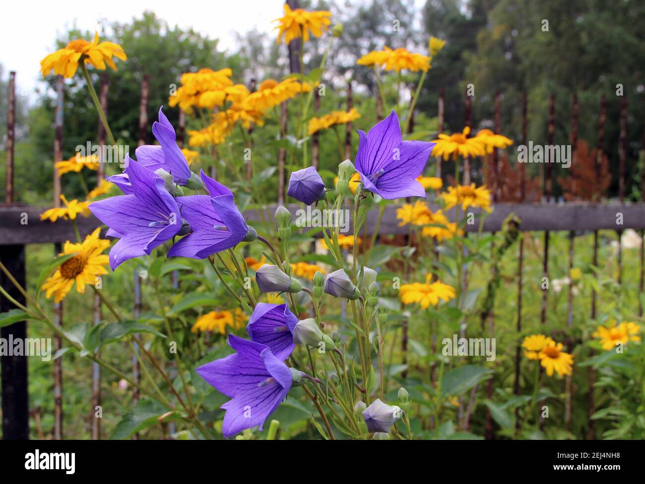 Des fleurs bleues étonnantes avec des bourgeons ouverts et fermés avec des fleurs jaunes, et derrière une clôture rouillée. Banque D'Images