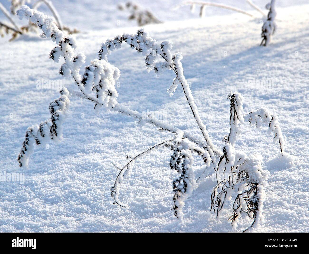 Tiges de terrier avec ses épines recouvertes de neige en gros plan. Les cristaux de neige scintillent blanc et bleu. Banque D'Images
