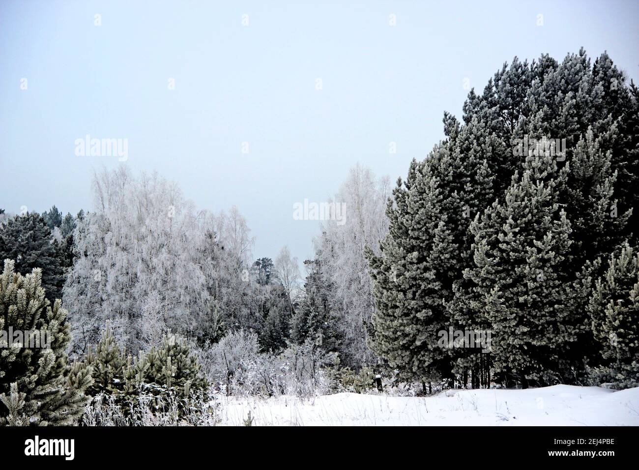 C'est le vrai royaume d'hiver. La forêt, comme s'il dormait, complètement plongé dans un rêve d'hiver moelleux. Il n'y a absolument pas de vent. Banque D'Images