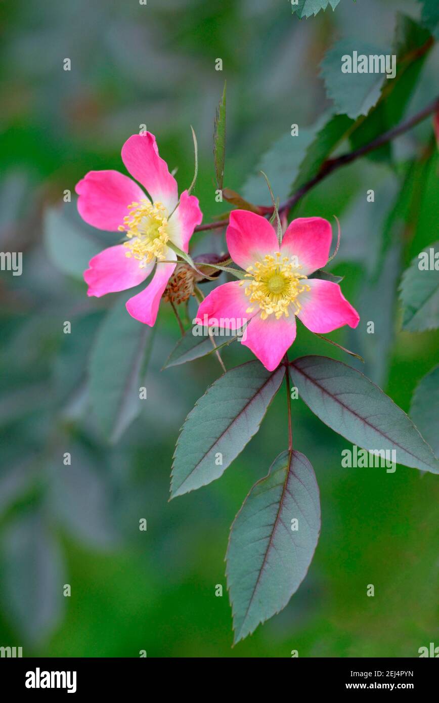 Rose fatigué (Rosa glauca, Rosa rubrifolia) , Pourret 1788 Banque D'Images