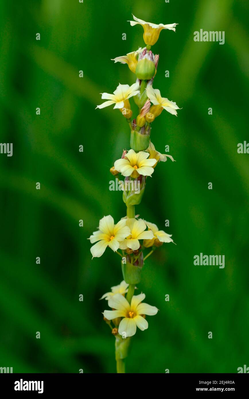 Iris nain, Iris Media ( Iris germanica) , variété Grace Note, Hamblen, USA) , groupe Barbata Nana Banque D'Images