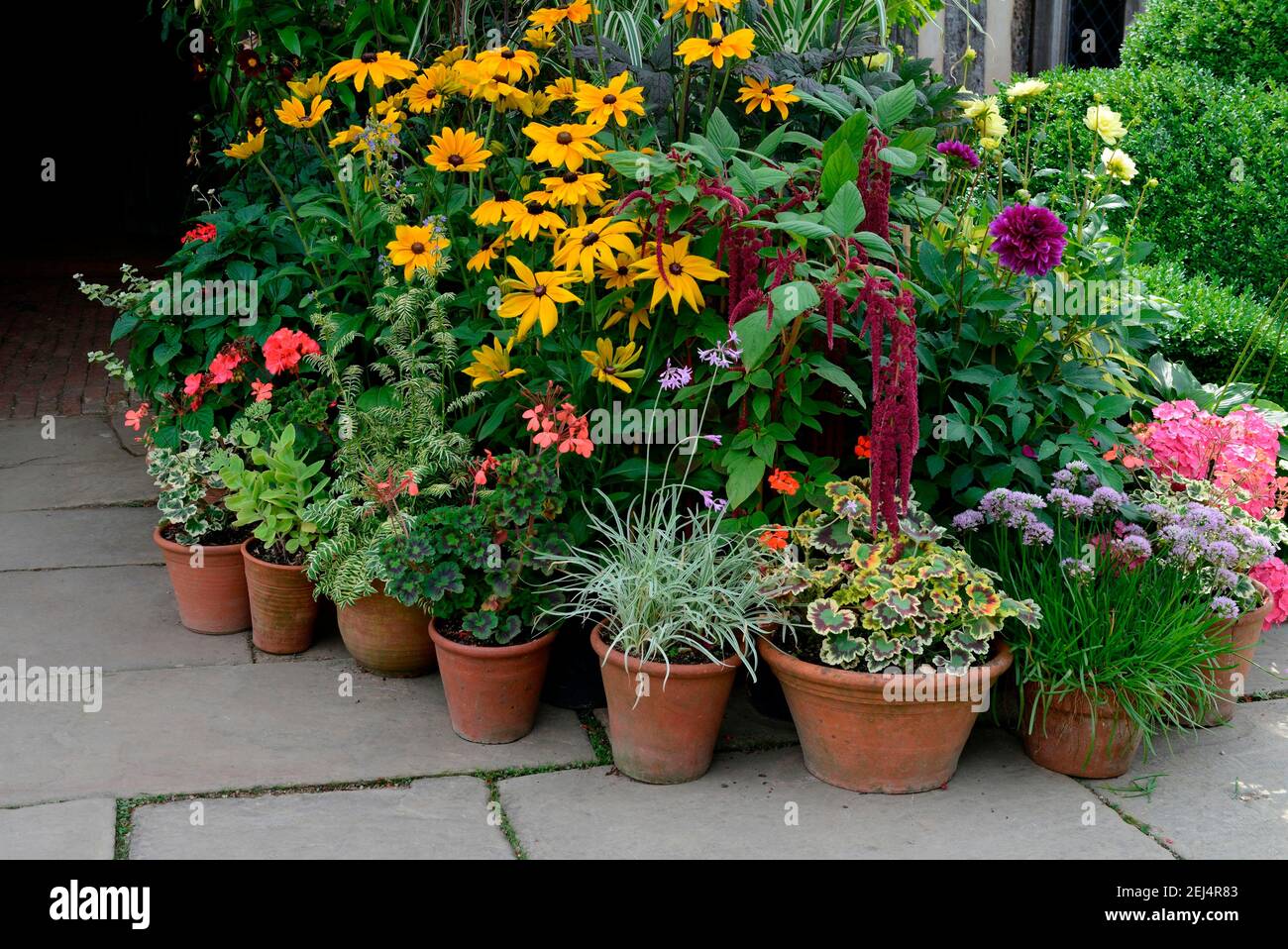Fleurs en pots, jardin Great Dixter, Northiam, East Sussex, Angleterre, Grande-Bretagne Banque D'Images