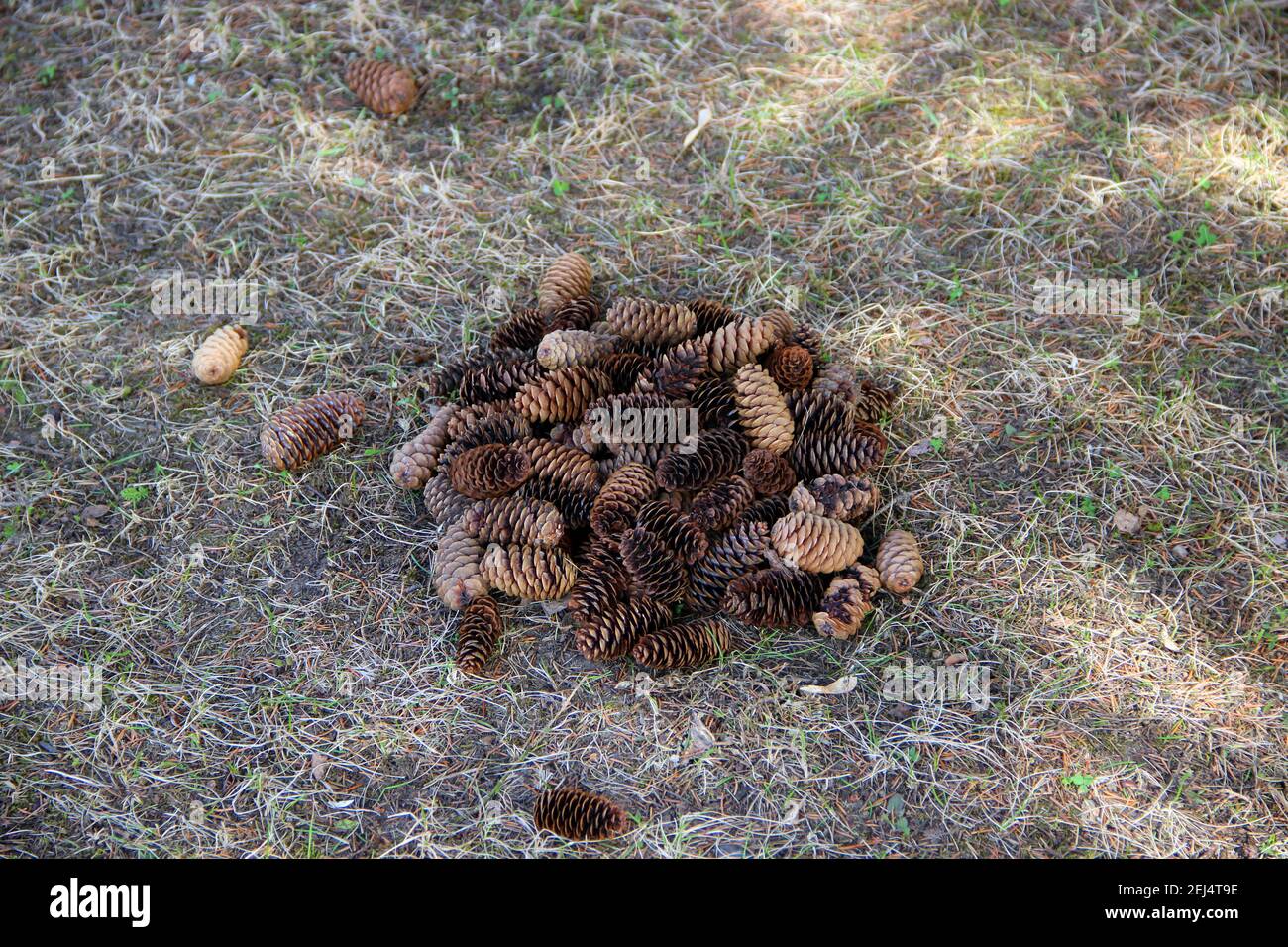 Les cônes de pin déchus se trouvent dans une pile sur les herbes vertes et sèches. La vue du dessus. Banque D'Images