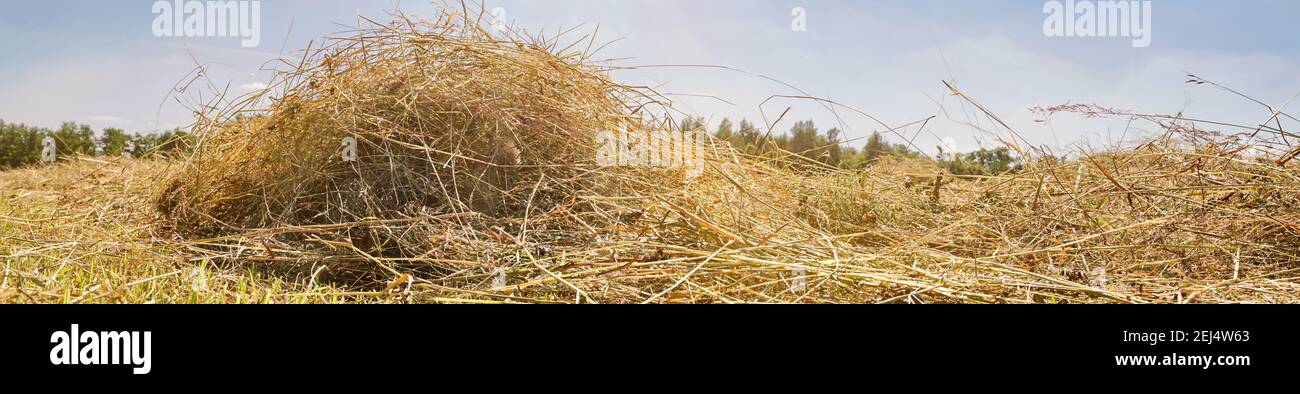 Terres agricoles avec du foin frais en été - séchage de l'herbe sur Le champ Banque D'Images