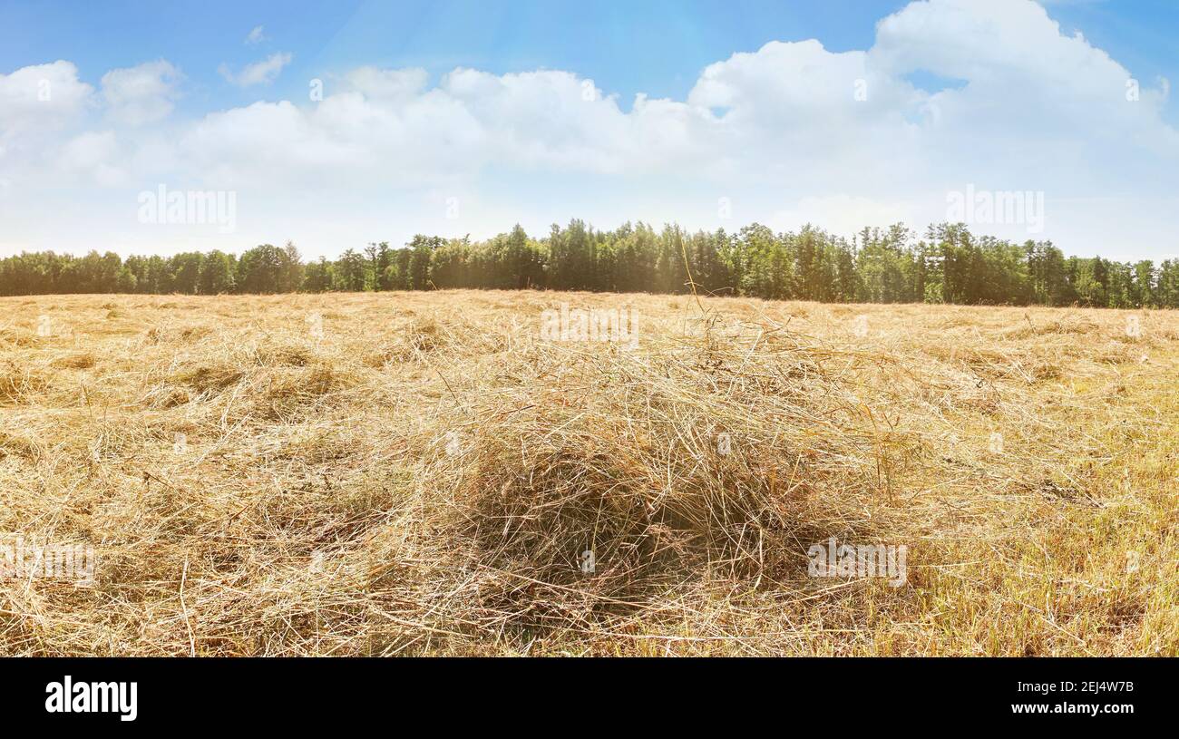 Terres agricoles avec du foin frais en été - séchage de l'herbe sur Le champ Banque D'Images