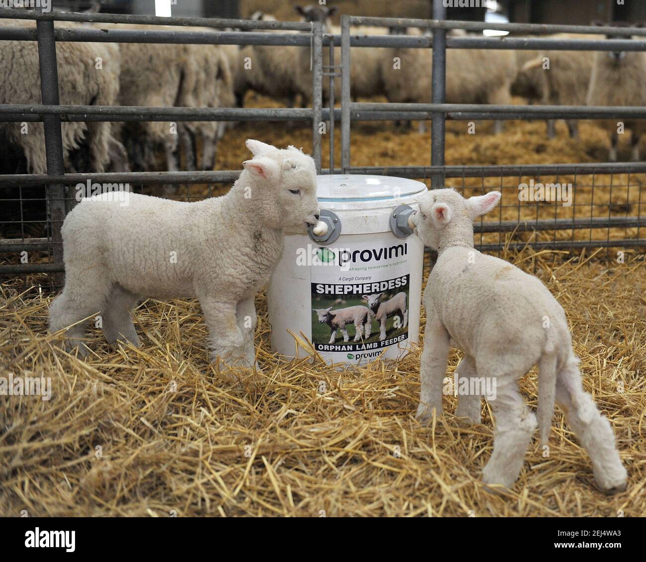 deux agneaux orphelins buvant du lait sur une tétine Banque D'Images