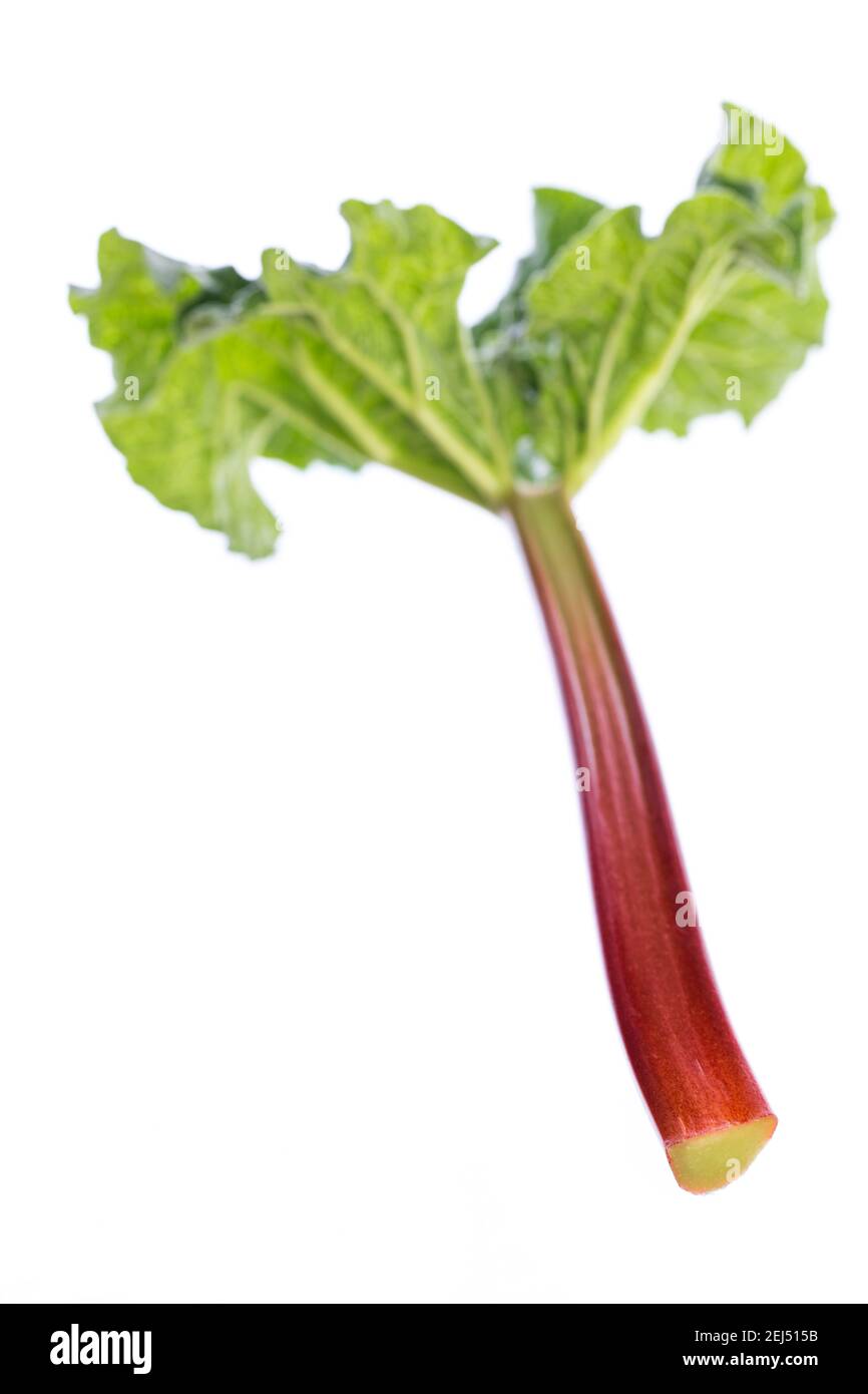 une seule feuille de rhubarbe sur fond blanc Banque D'Images