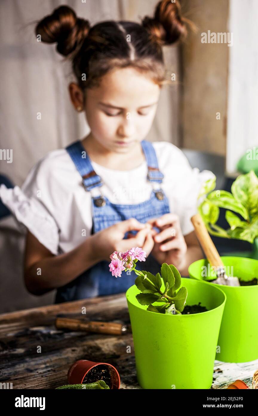 Une petite fille concentrée avec des cheveux plante une fleur dans un pot de fleurs. Activité de printemps à l'intérieur. Origine ethnique caucasienne. Vue avant. Tir vertical. Se Banque D'Images